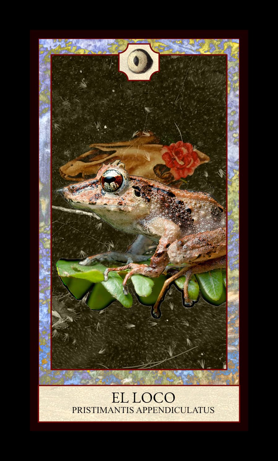 Collage digital — carta «El Loco» del Tarot de Ranas, con la rana Pristimantis appendiculatus