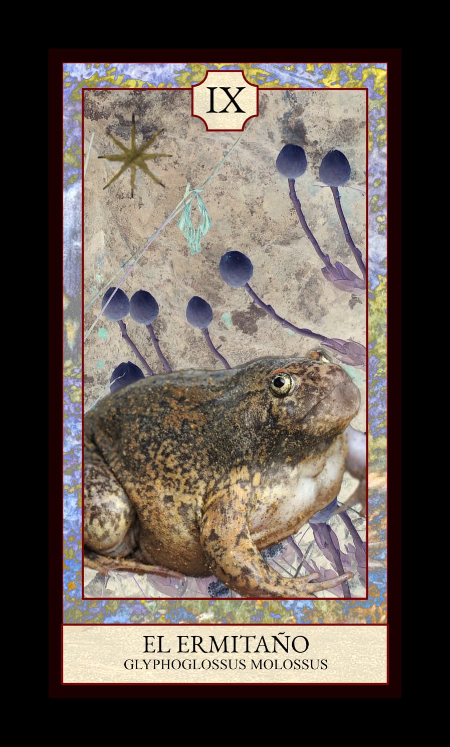 Collage digital — carta «El Ermitaño» del Tarot de Ranas, con la rana Glyphoglossus molossus