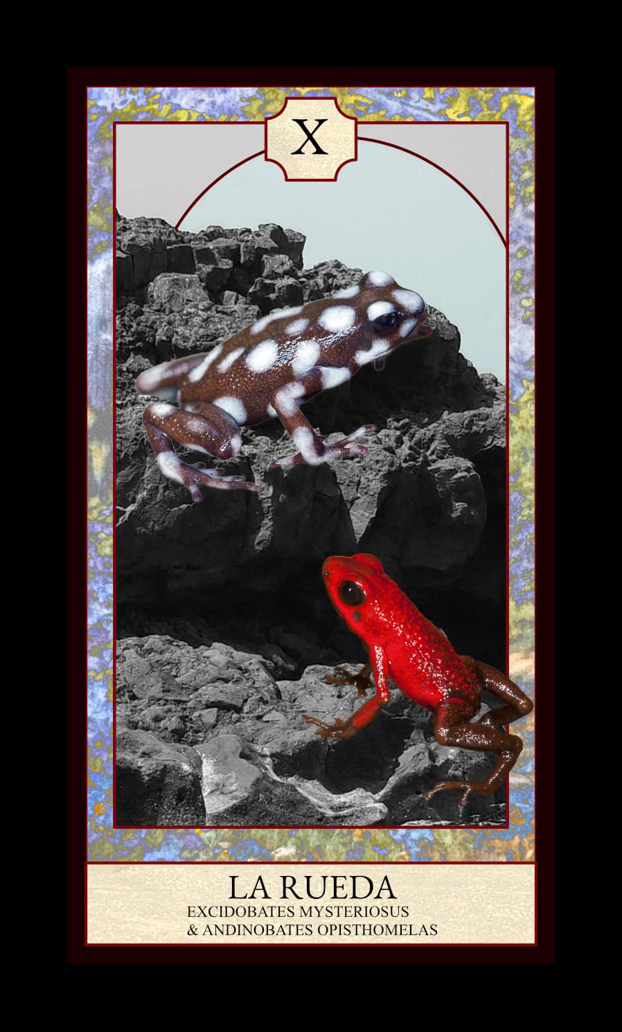 Collage digital — carta «La Rueda» del Tarot de Ranas, con las ranas Excidobates mysteriosus y Andinobates opisthomelas