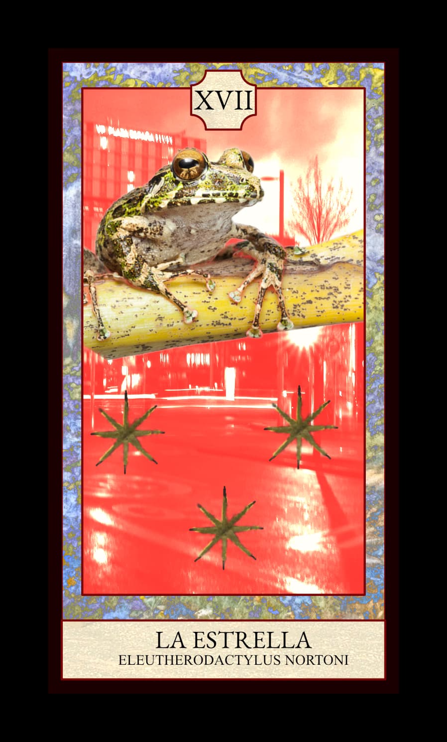 Collage digital — carta «La Estrella» del Tarot de Ranas, con la rana Eleutherodactylus nortoni