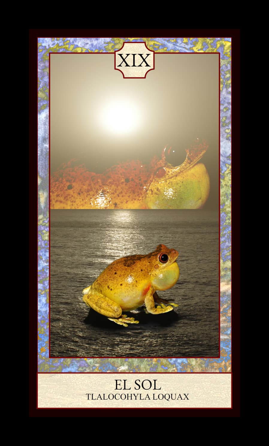 Collage digital — carta «El Sol» del Tarot de Ranas, con la rana Tlalocohyla loquax