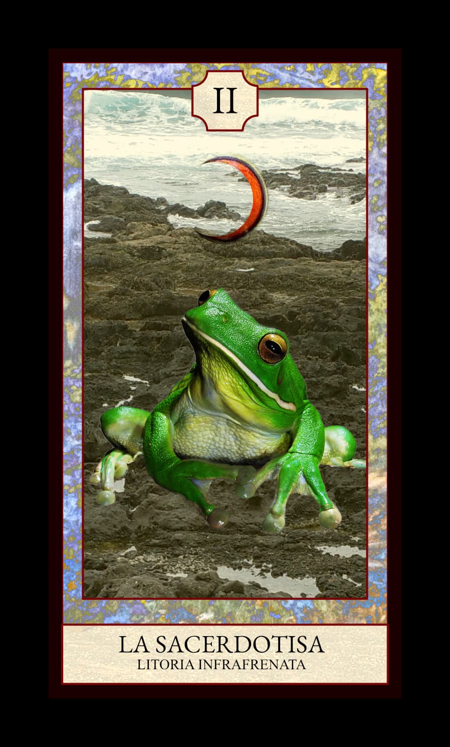 Collage digital — carta «La Sacerdotisa» del Tarot de Ranas, con la rana Litoria infrafrenata