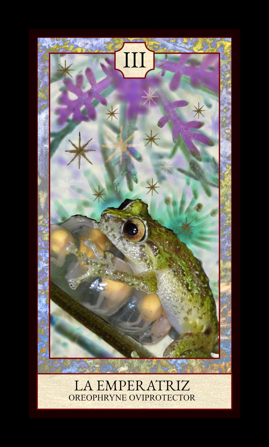 Collage digital — carta «La Emperatriz» del Tarot de Ranas, con la rana Oreophryne oviprotector