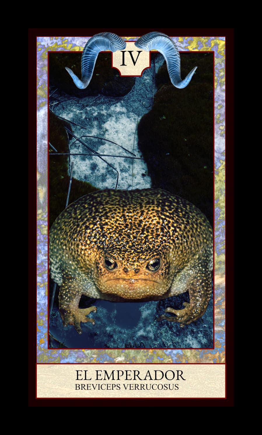 Collage digital — carta «El Emperador» del Tarot de Ranas, con la rana Breviceps verrucosus