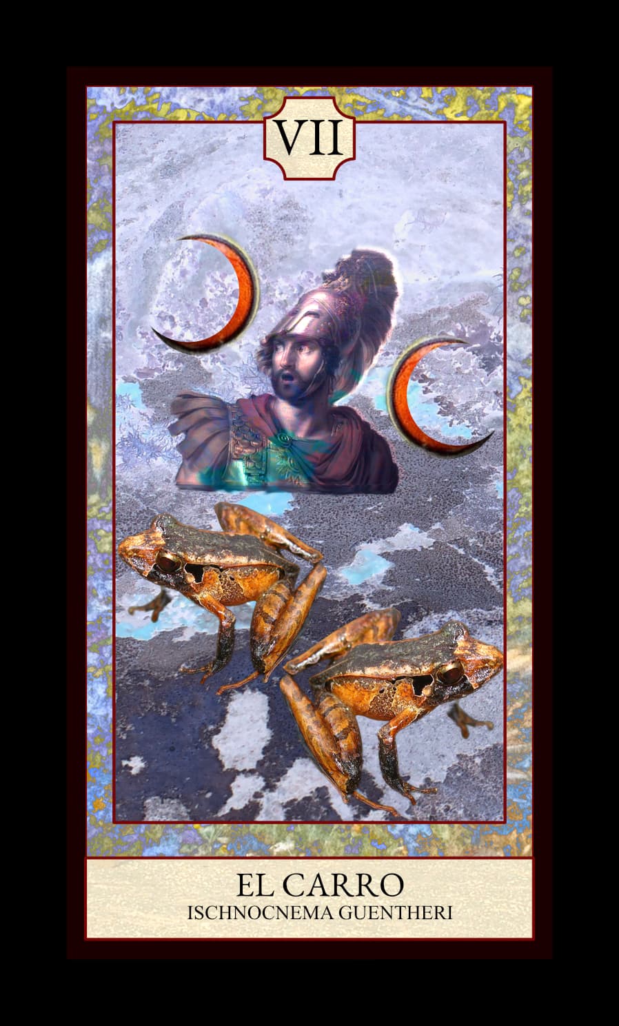 Collage digital — carta «El Carro» del Tarot de Ranas, con la rana Ischnocnema guentheri