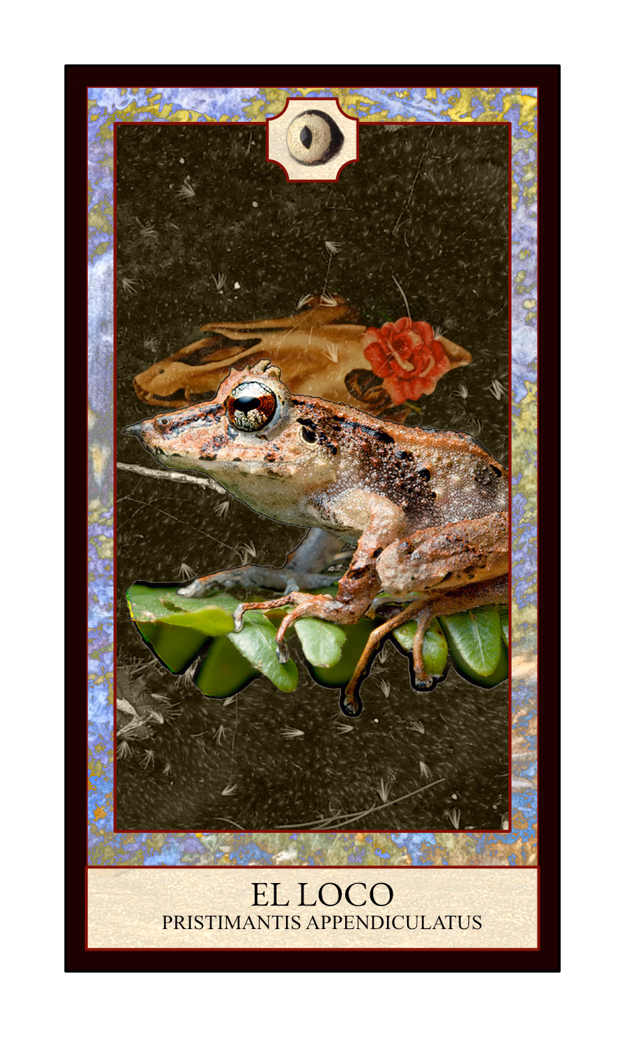 Collage digital — carta «El Loco» del Tarot de Ranas, con la rana Pristimantis appendiculatus