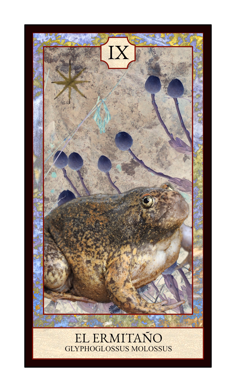 Collage digital — carta «El Ermitaño» del Tarot de Ranas, con la rana Glyphoglossus molossus