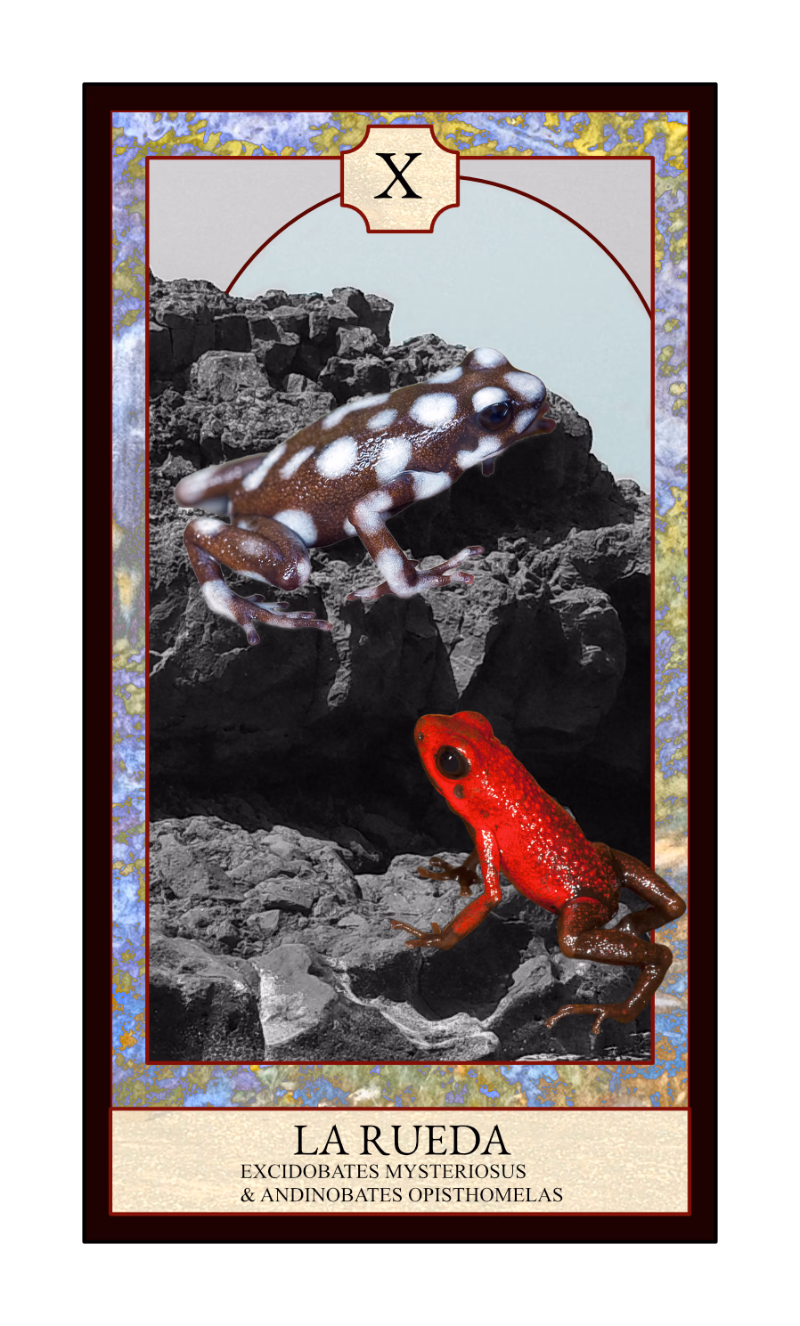 Collage digital — carta «La Rueda» del Tarot de Ranas, con las ranas Excidobates mysteriosus y Andinobates opisthomelas