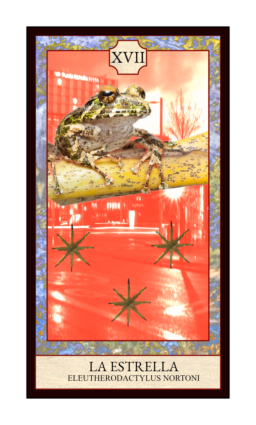 Collage digital — carta «La Estrella» del Tarot de Ranas, con la rana Eleutherodactylus nortoni