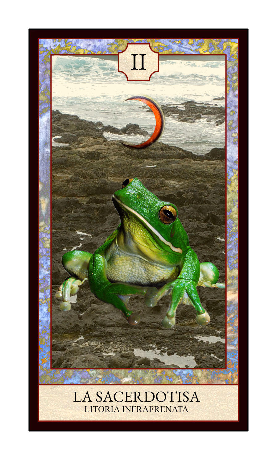 Collage digital — carta «La Sacerdotisa» del Tarot de Ranas, con la rana Litoria infrafrenata