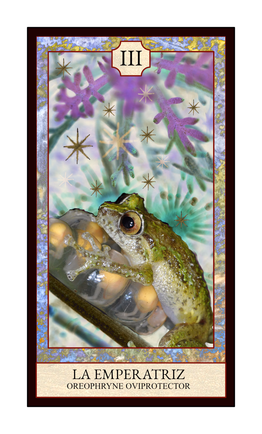Collage digital — carta «La Emperatriz» del Tarot de Ranas, con la rana Oreophryne oviprotector