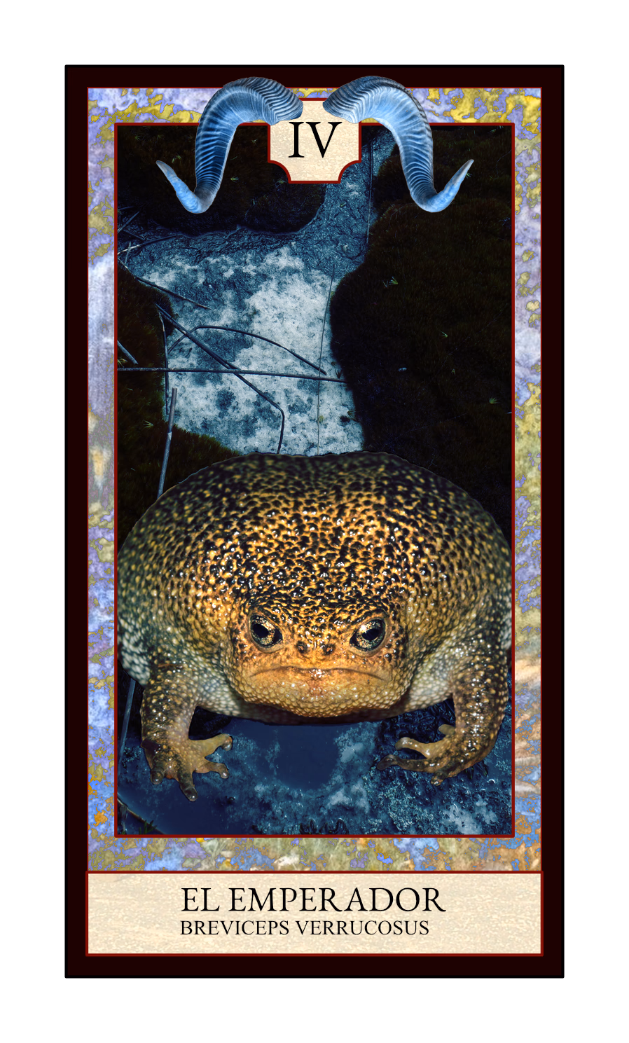 Collage digital — carta «El Emperador» del Tarot de Ranas, con la rana Breviceps verrucosus