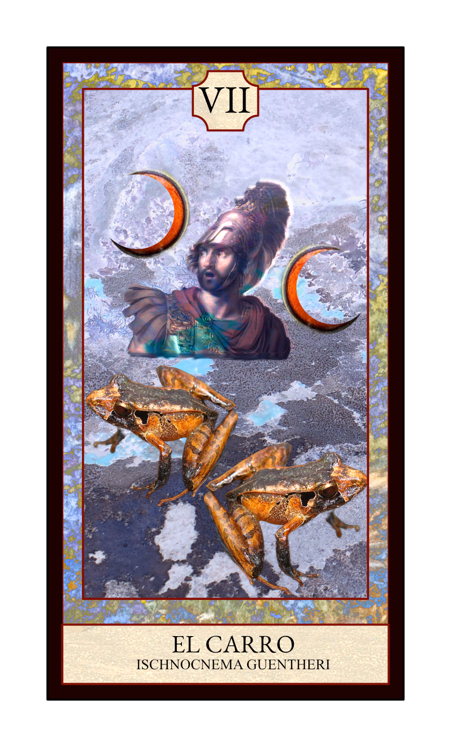 Collage digital — carta «El Carro» del Tarot de Ranas, con la rana Ischnocnema guentheri